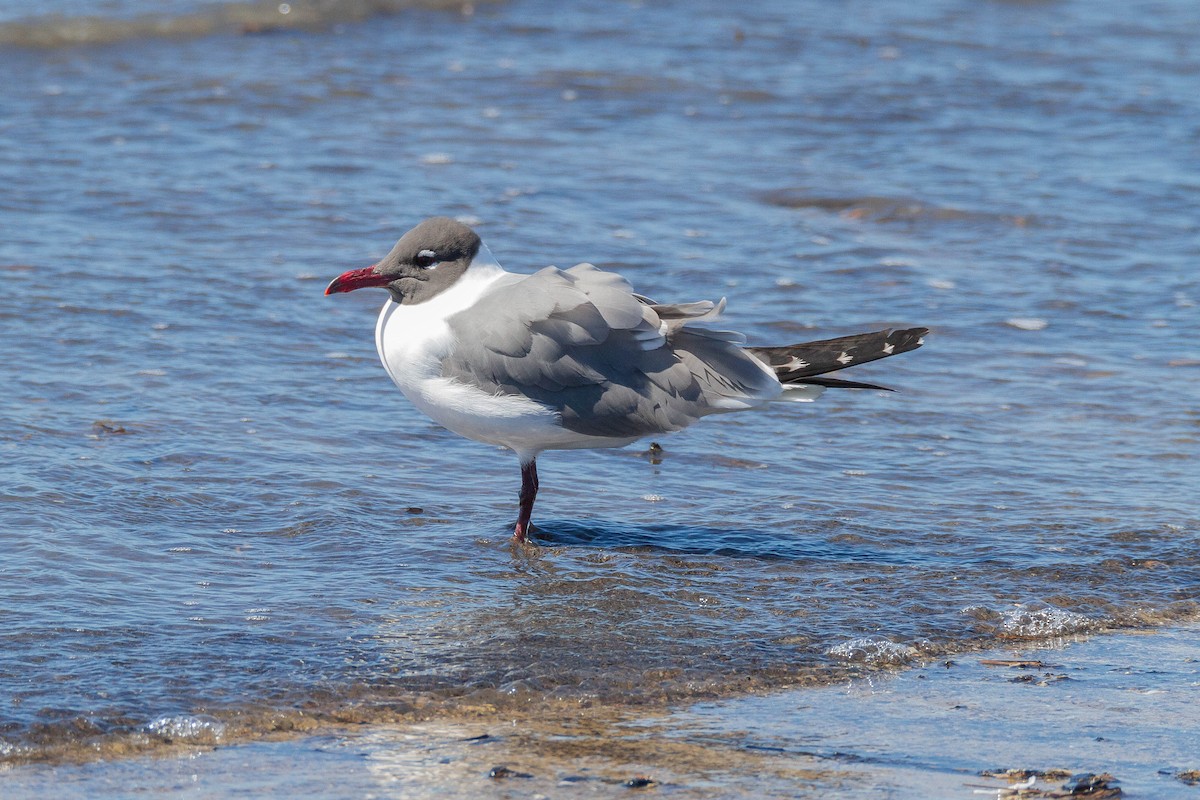 Laughing Gull - Terry Woodward