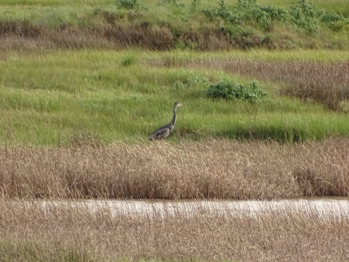 Gray Heron - Jesús Ruyman Gómez Nieto