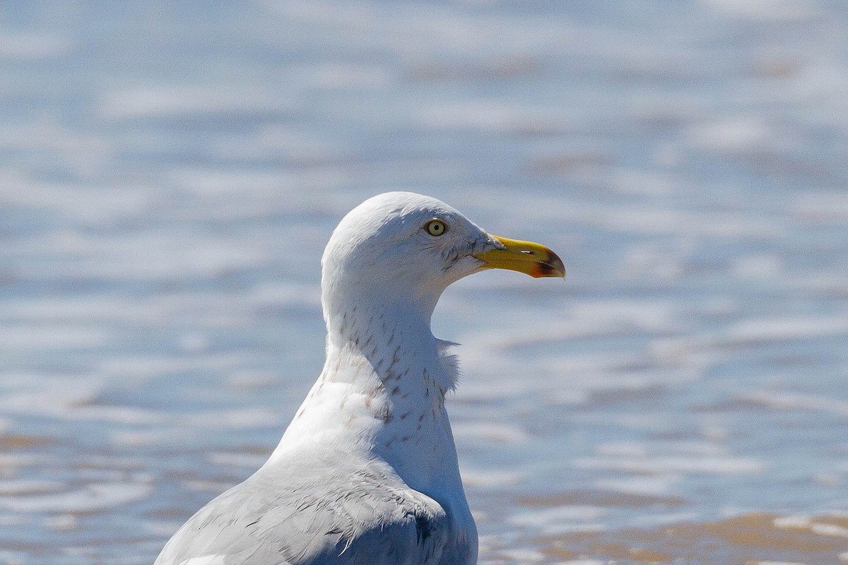 Herring Gull - Terry Woodward