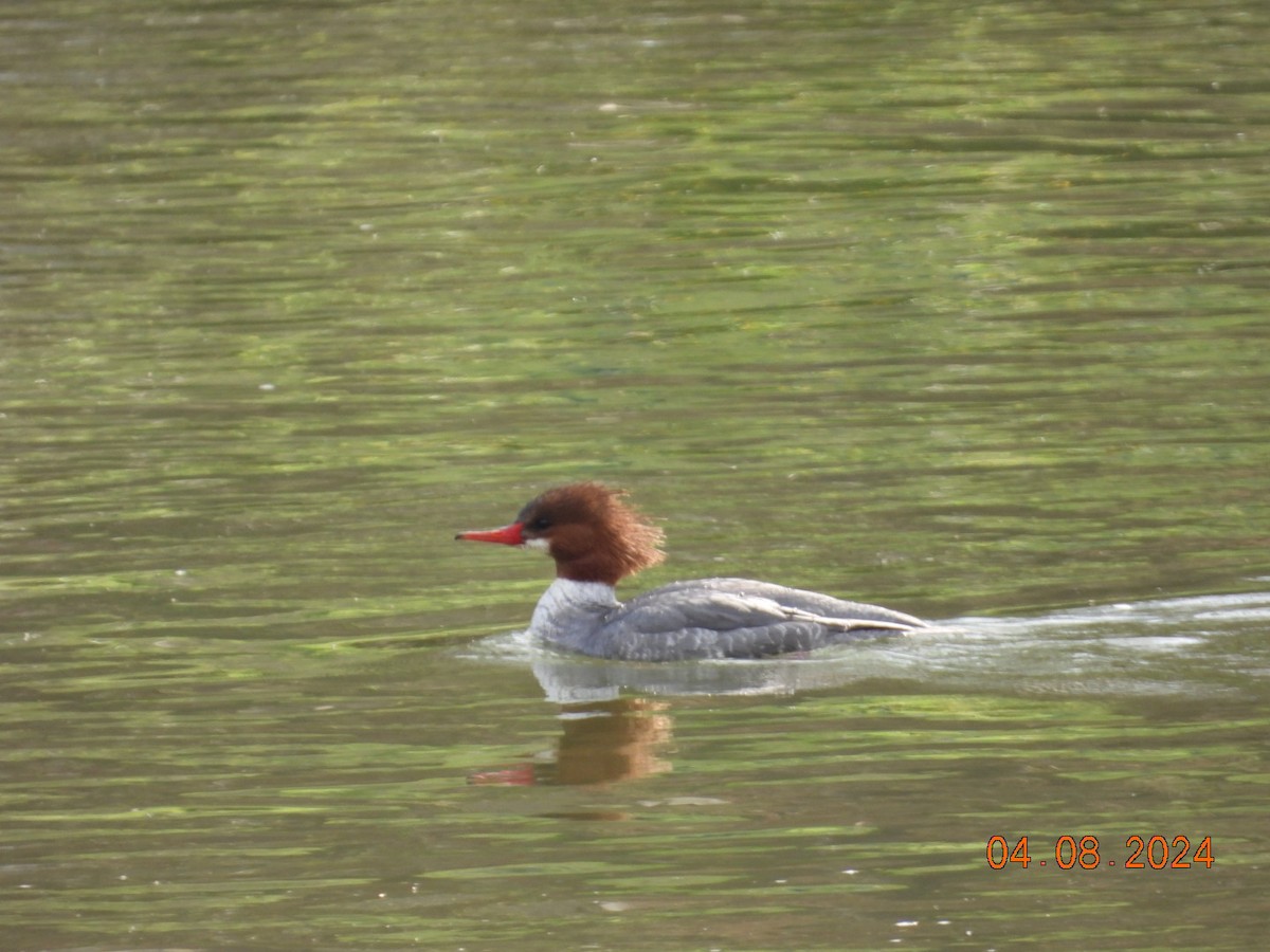 Common Merganser - ML617097650