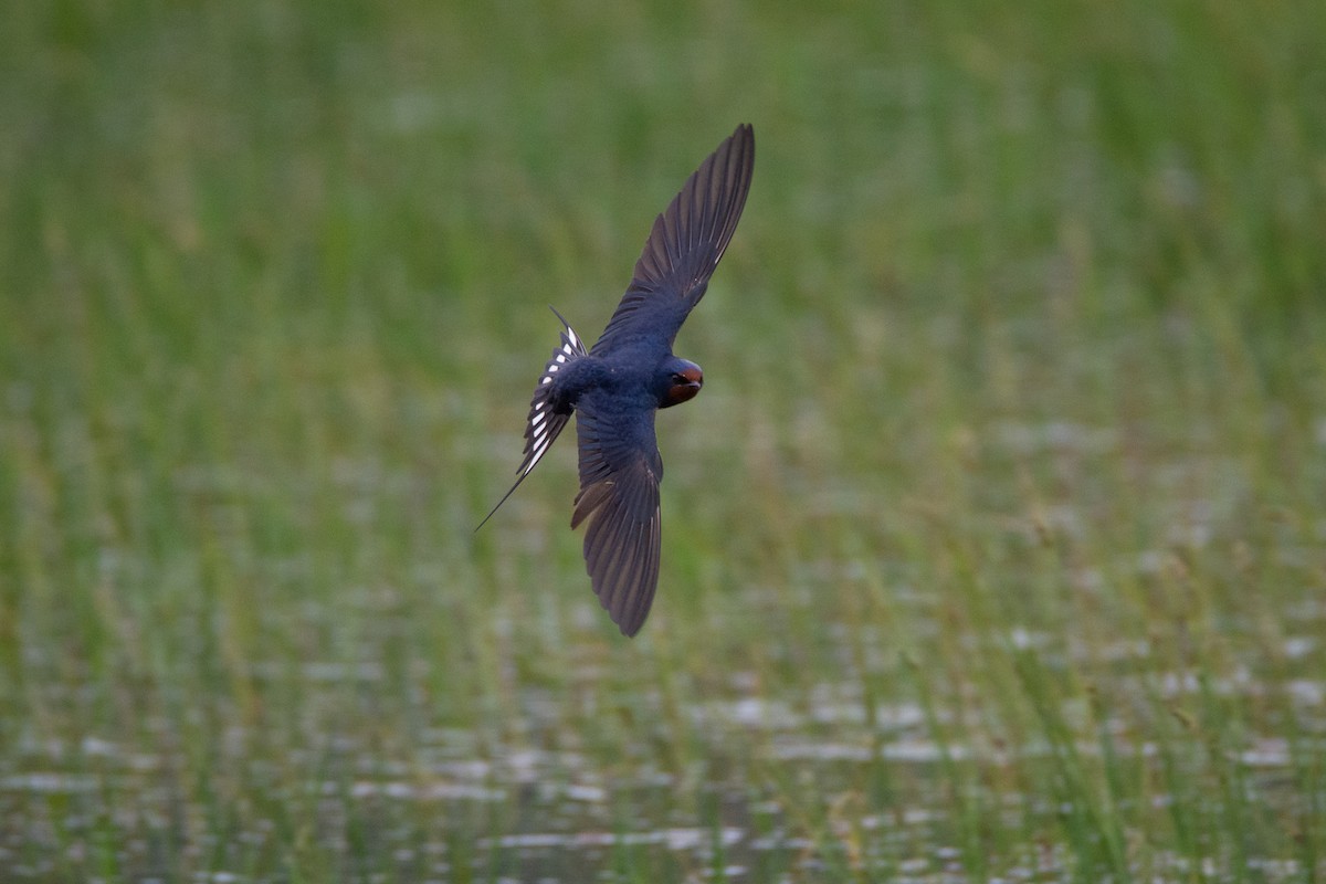 Barn Swallow - ML617097656