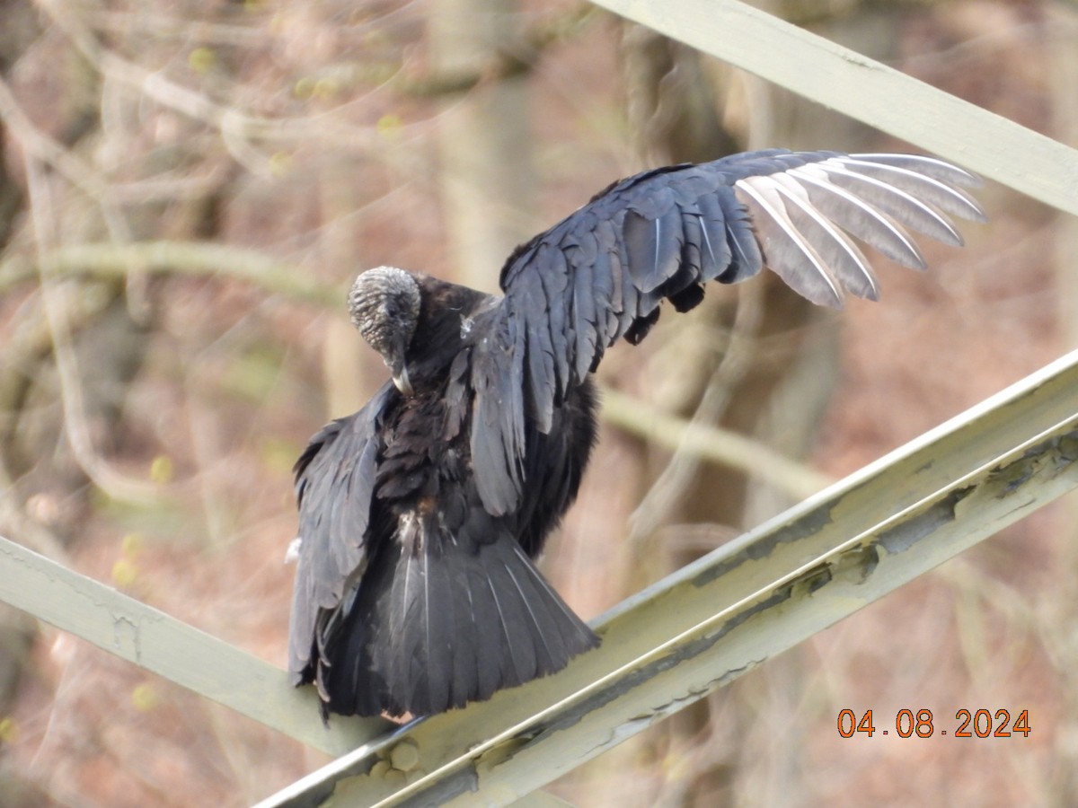 Black Vulture - ML617097660