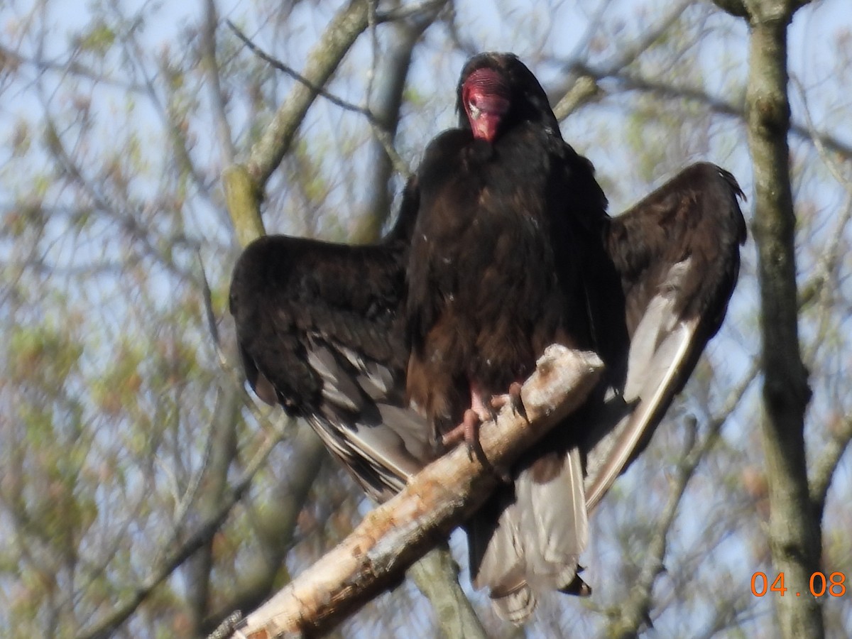 Turkey Vulture - ML617097664