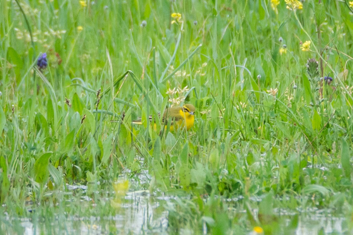 Western Yellow Wagtail (flavissima) - ML617097665