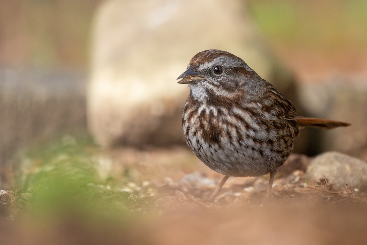 Song Sparrow - ML617097667