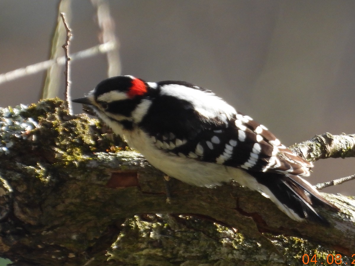 Downy Woodpecker - ML617097668
