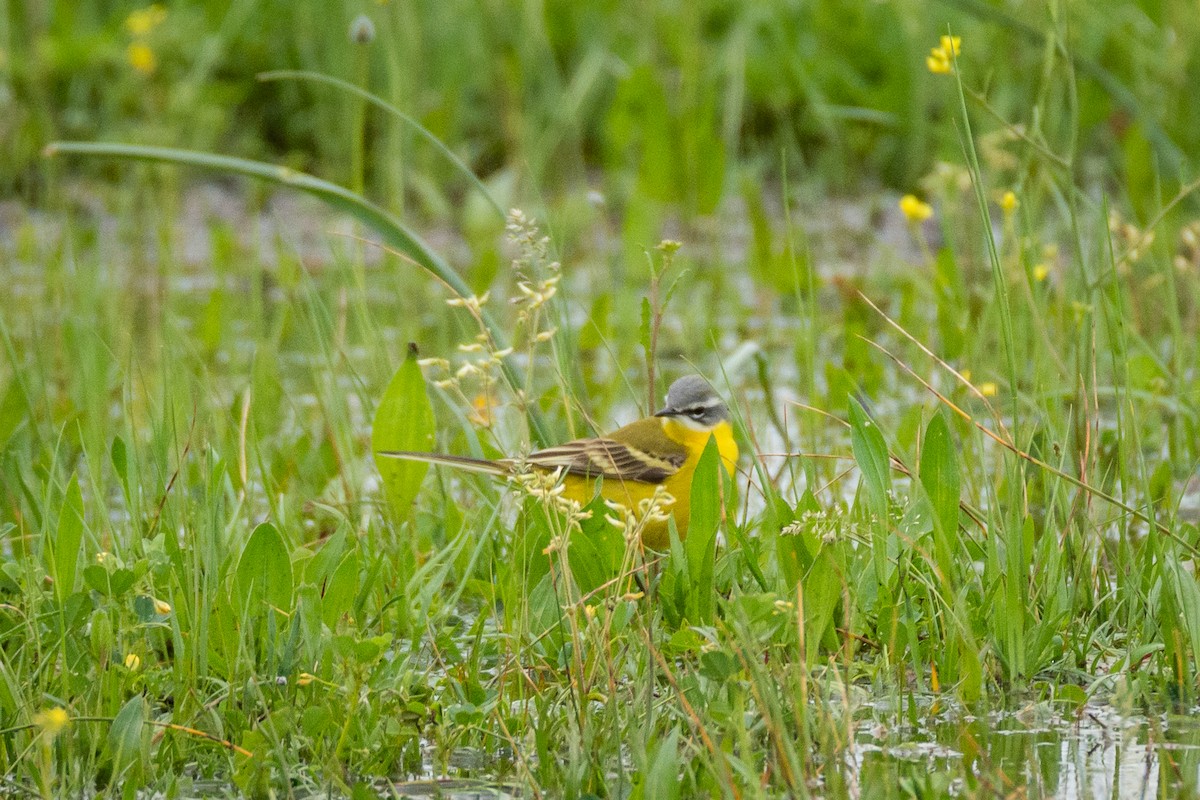 Western Yellow Wagtail (iberiae) - ML617097674