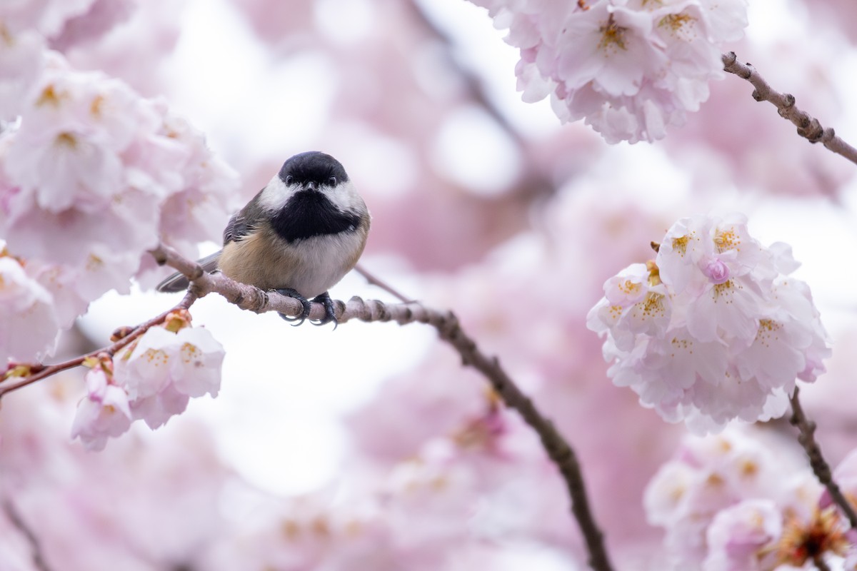 Black-capped Chickadee - ML617097678