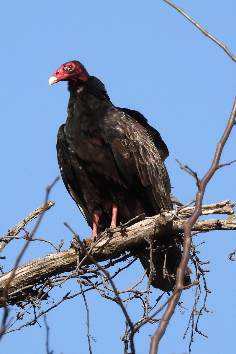 Urubu à tête rouge - ML617097700