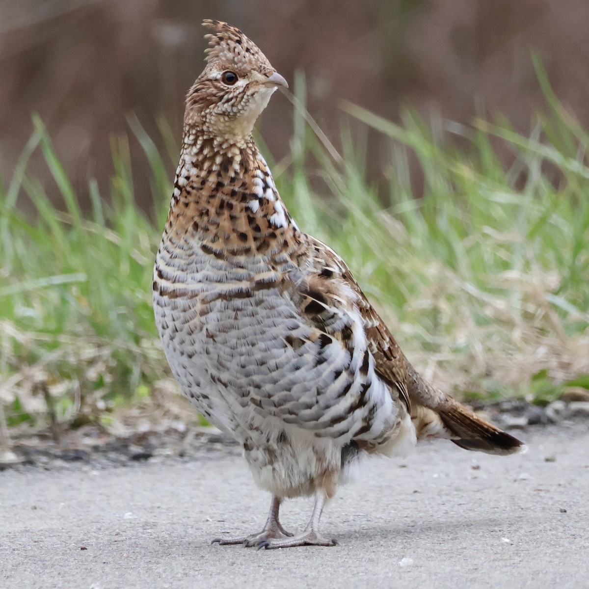 Ruffed Grouse - Nathan Stimson