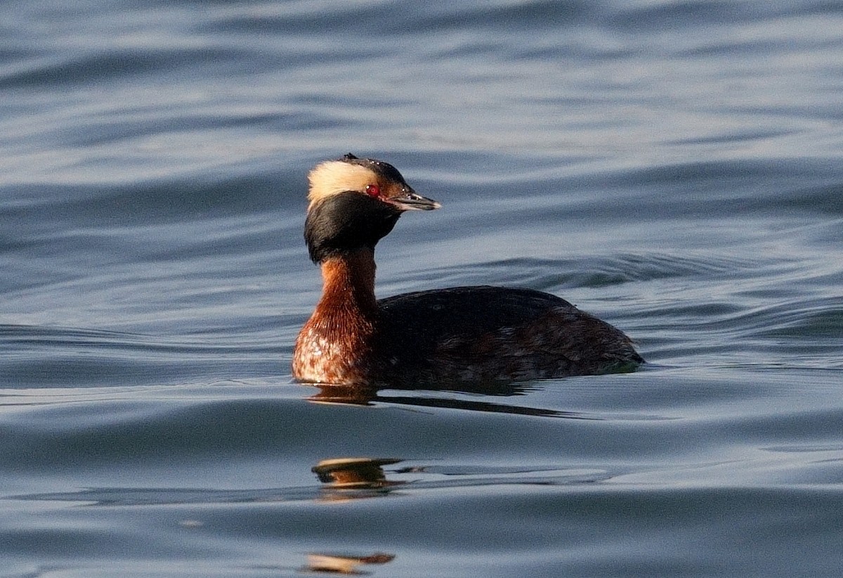 Horned Grebe - ML617097749