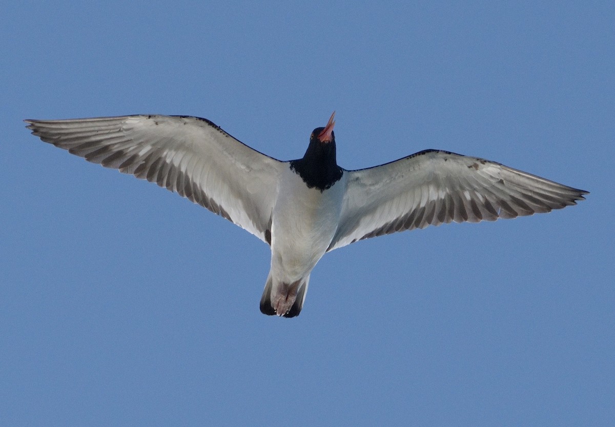 American Oystercatcher - ML617097755