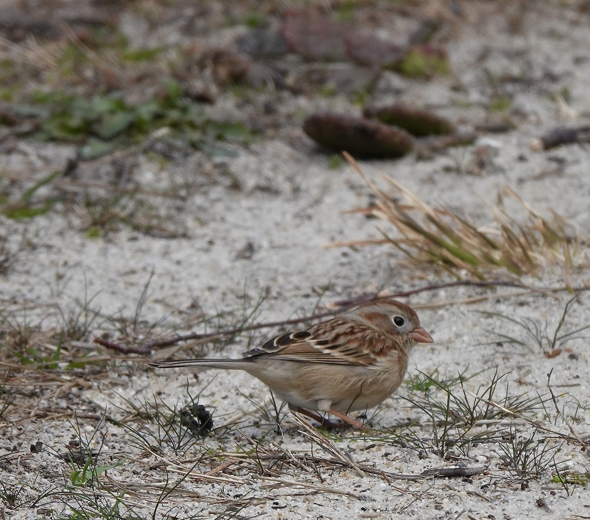 Field Sparrow - Thomas Farawell