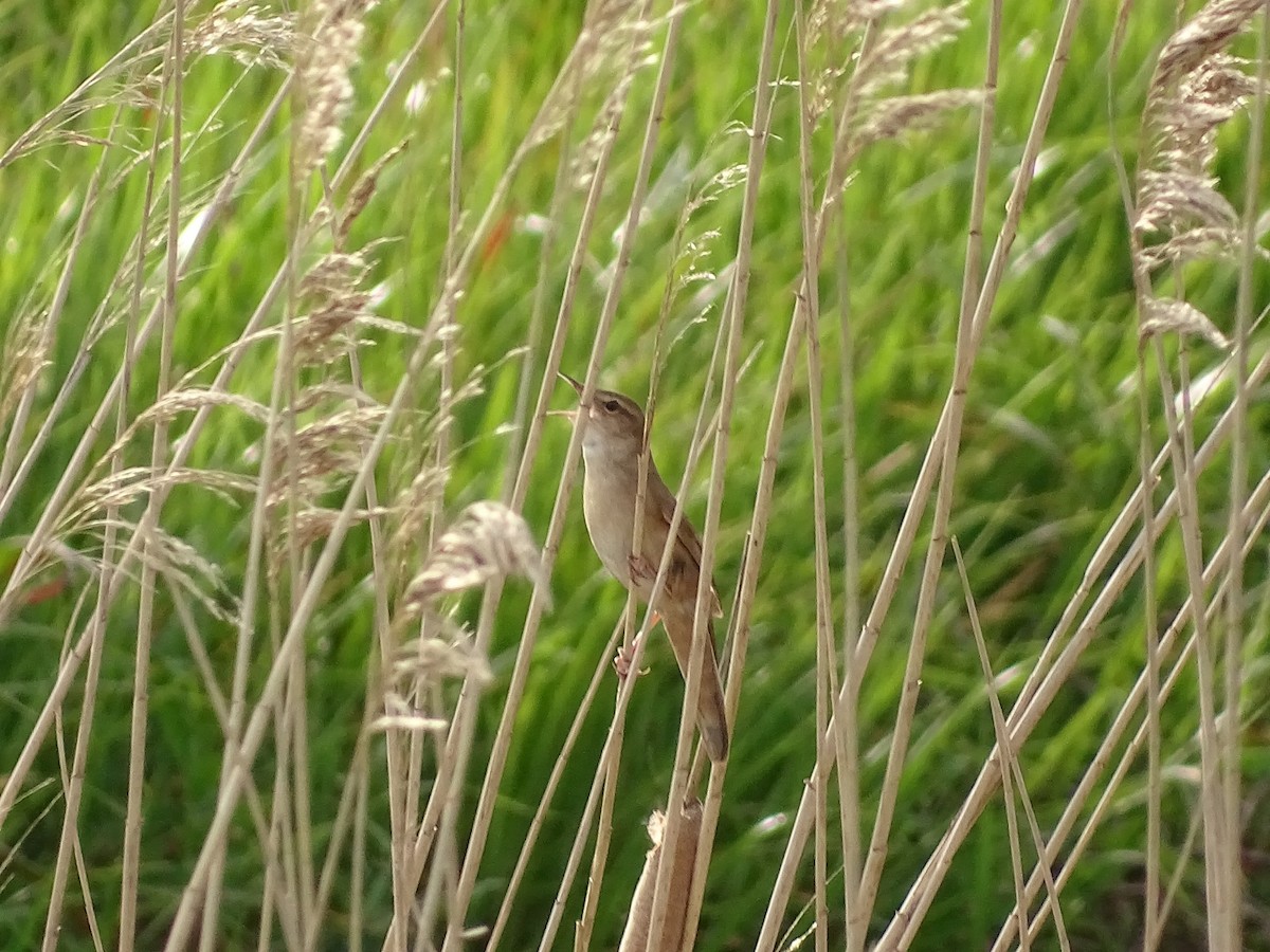 Savi's Warbler - ML617097784