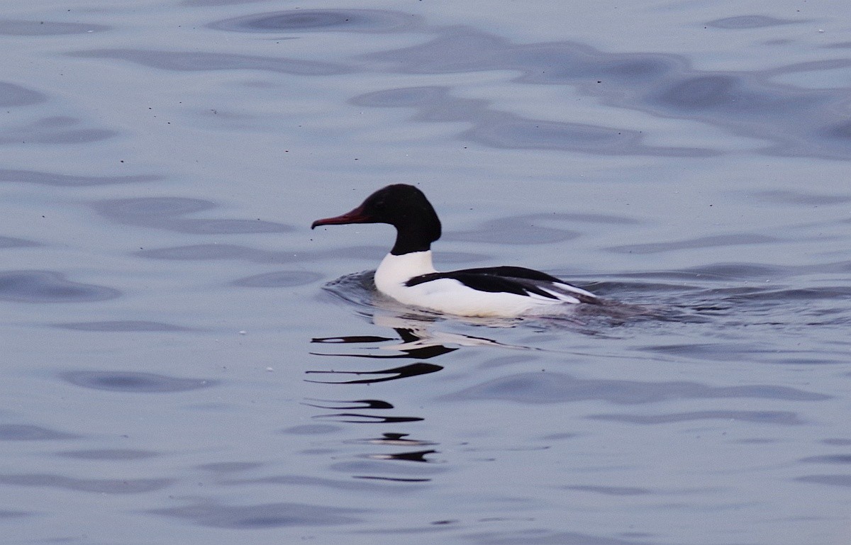 Common Merganser - Krzysztof B