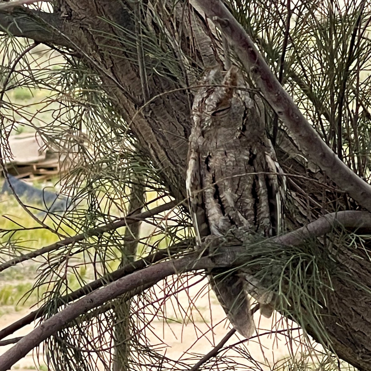 Pallid Scops-Owl - ML617097890