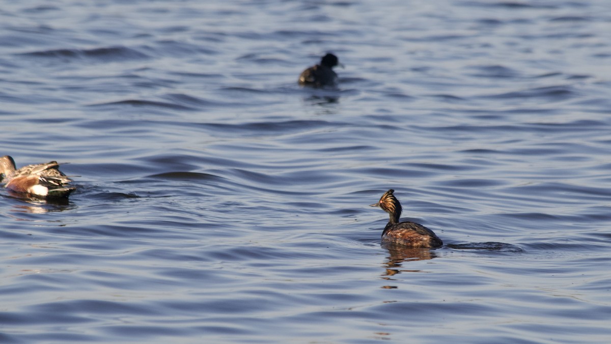 Eared Grebe - ML617097894