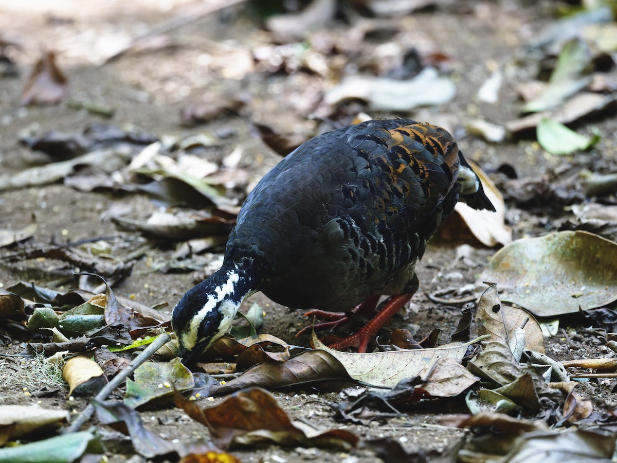 Gray-breasted Partridge - Oleg Chernyshov