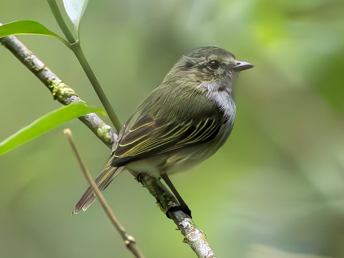 Mistletoe Tyrannulet - ML617097967