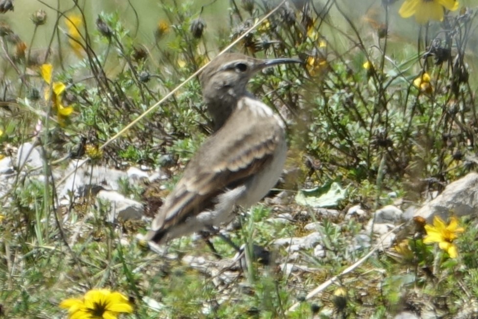 Slender-billed Miner - ML617097976