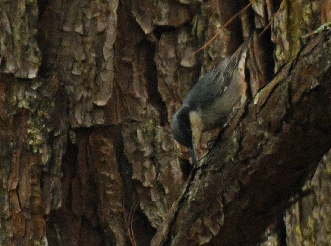 Giant Nuthatch - ML617098075