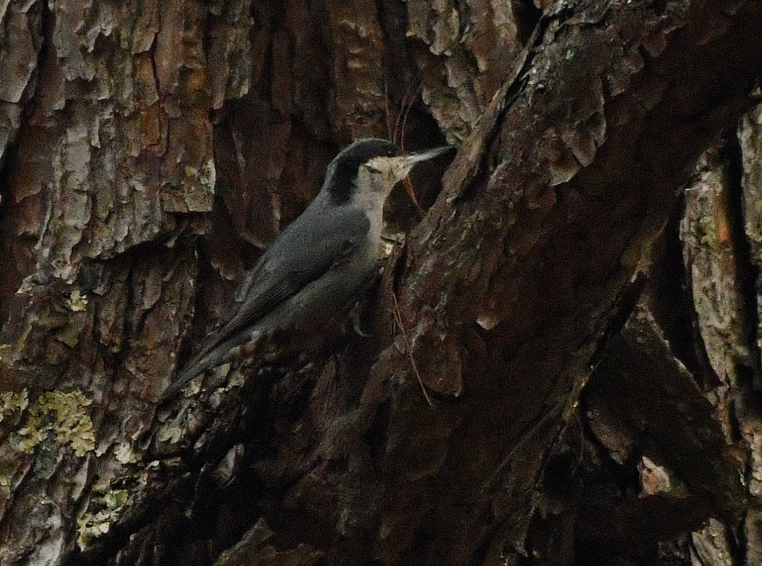 Giant Nuthatch - Brian Carruthers