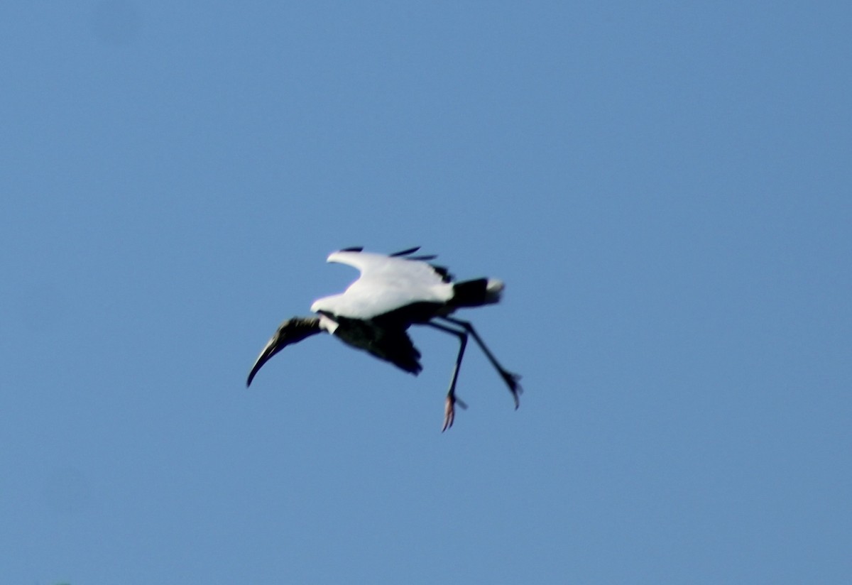 Wood Stork - kim nordquest