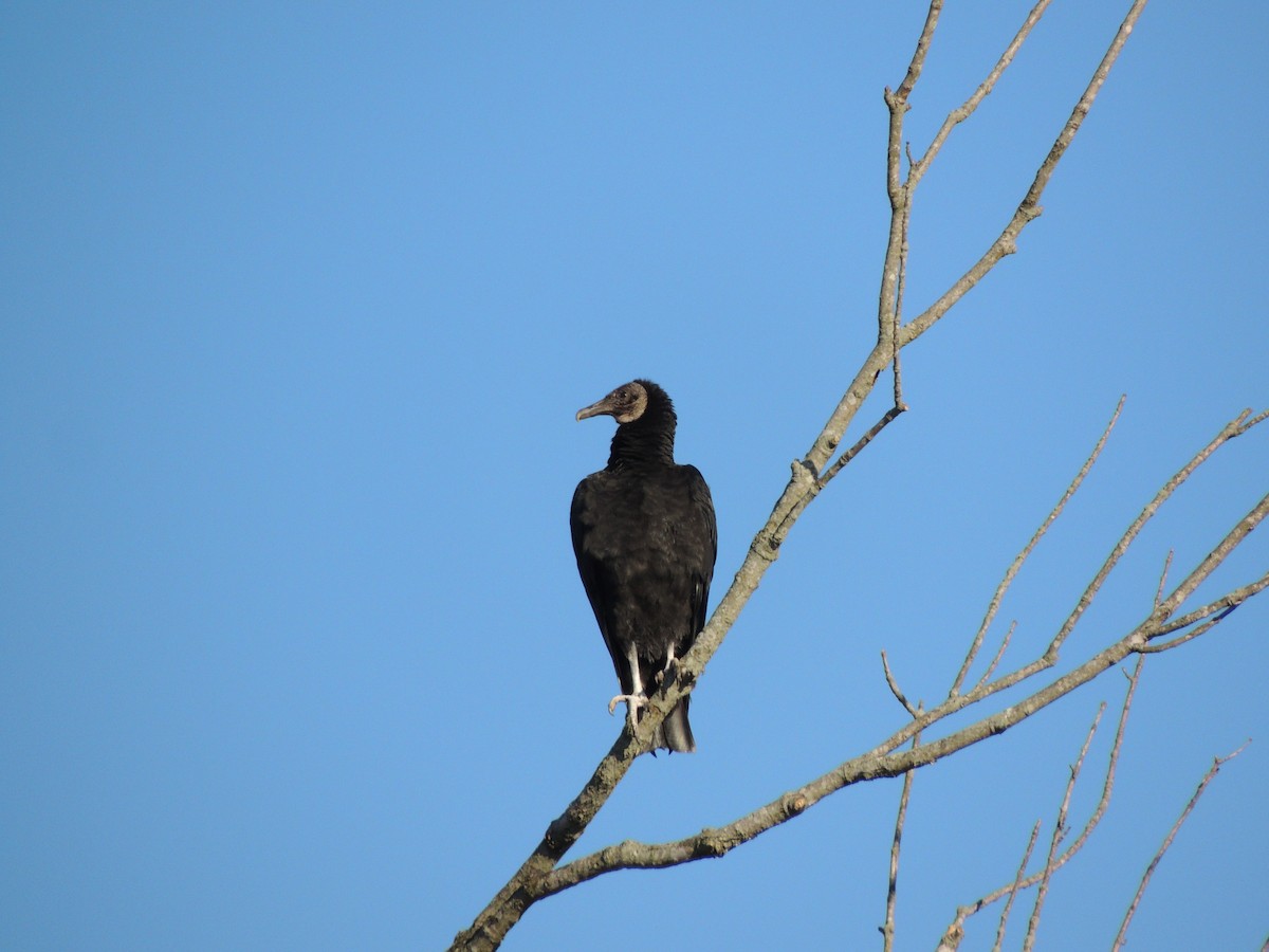 Black Vulture - ML617098114