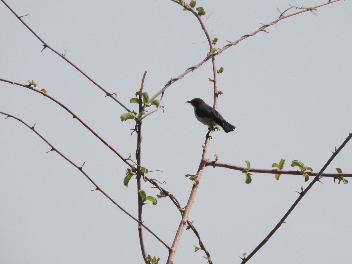 Eastern Violet-backed Sunbird - Bev Agler