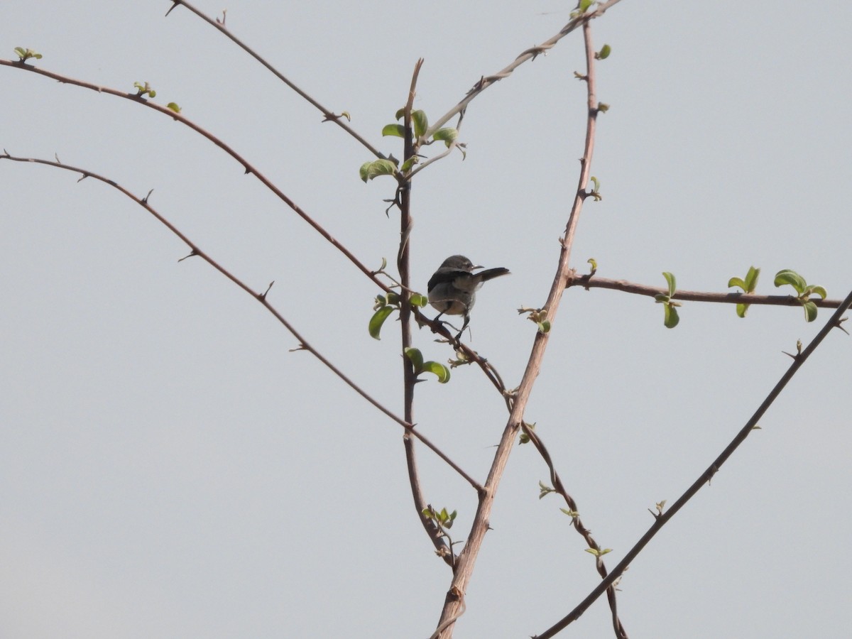 Eastern Violet-backed Sunbird - Bev Agler