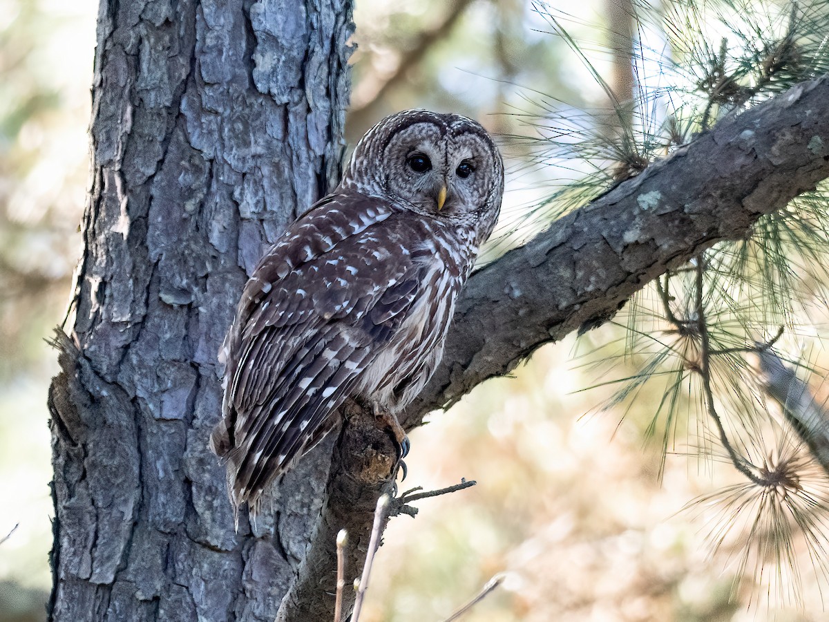 Barred Owl - Alan MacEachren