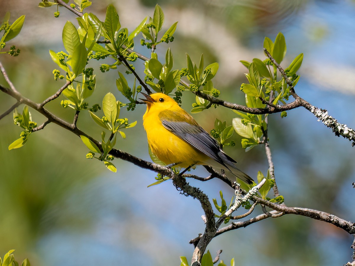 Prothonotary Warbler - Alan MacEachren