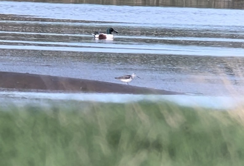 Common Greenshank - ML617098166