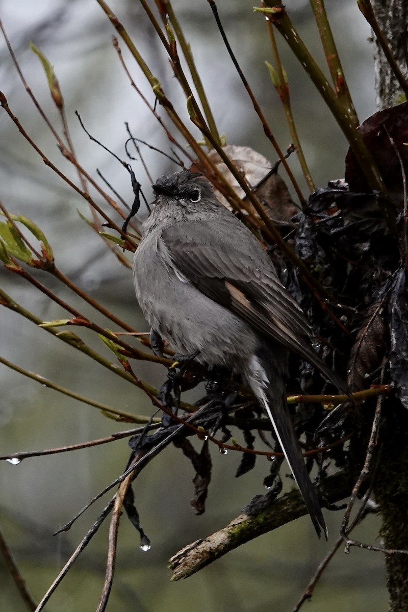 Townsend's Solitaire - Caileigh Kirkby