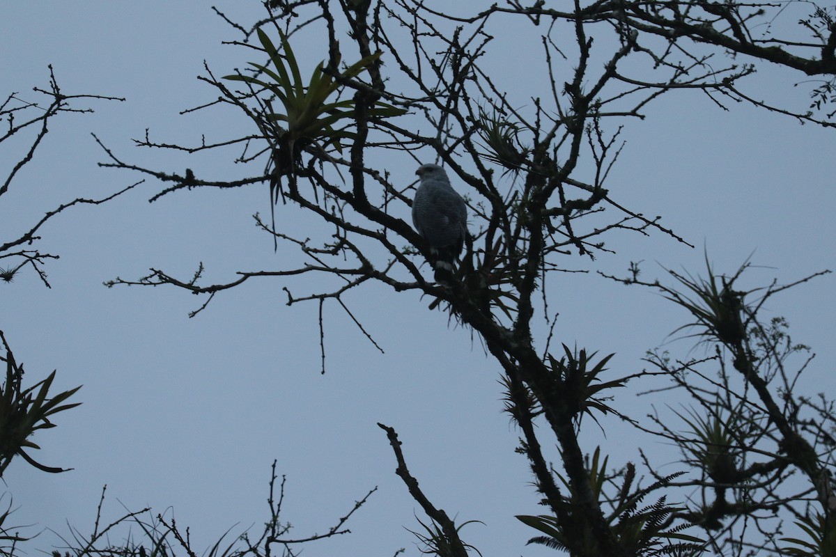 Gray-lined Hawk - ML617098201