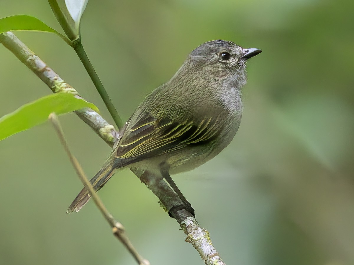 Mistletoe Tyrannulet - ML617098242