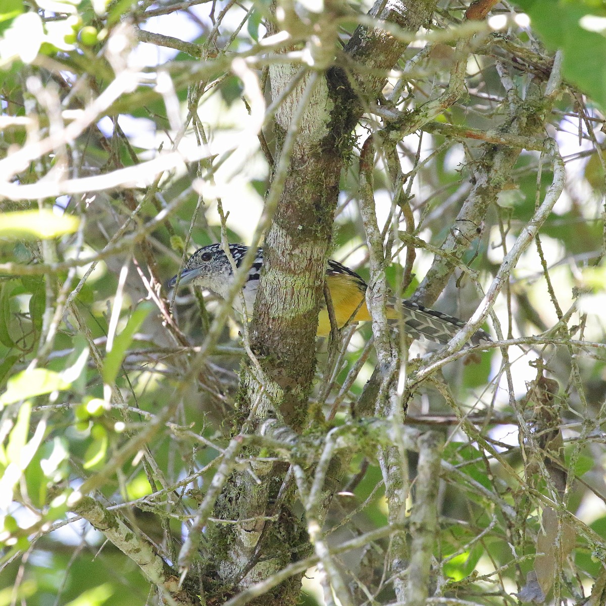 Spot-backed Antshrike - José Dionísio JDionísio