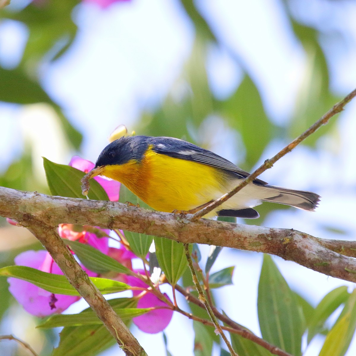 Tropical Parula - ML617098288