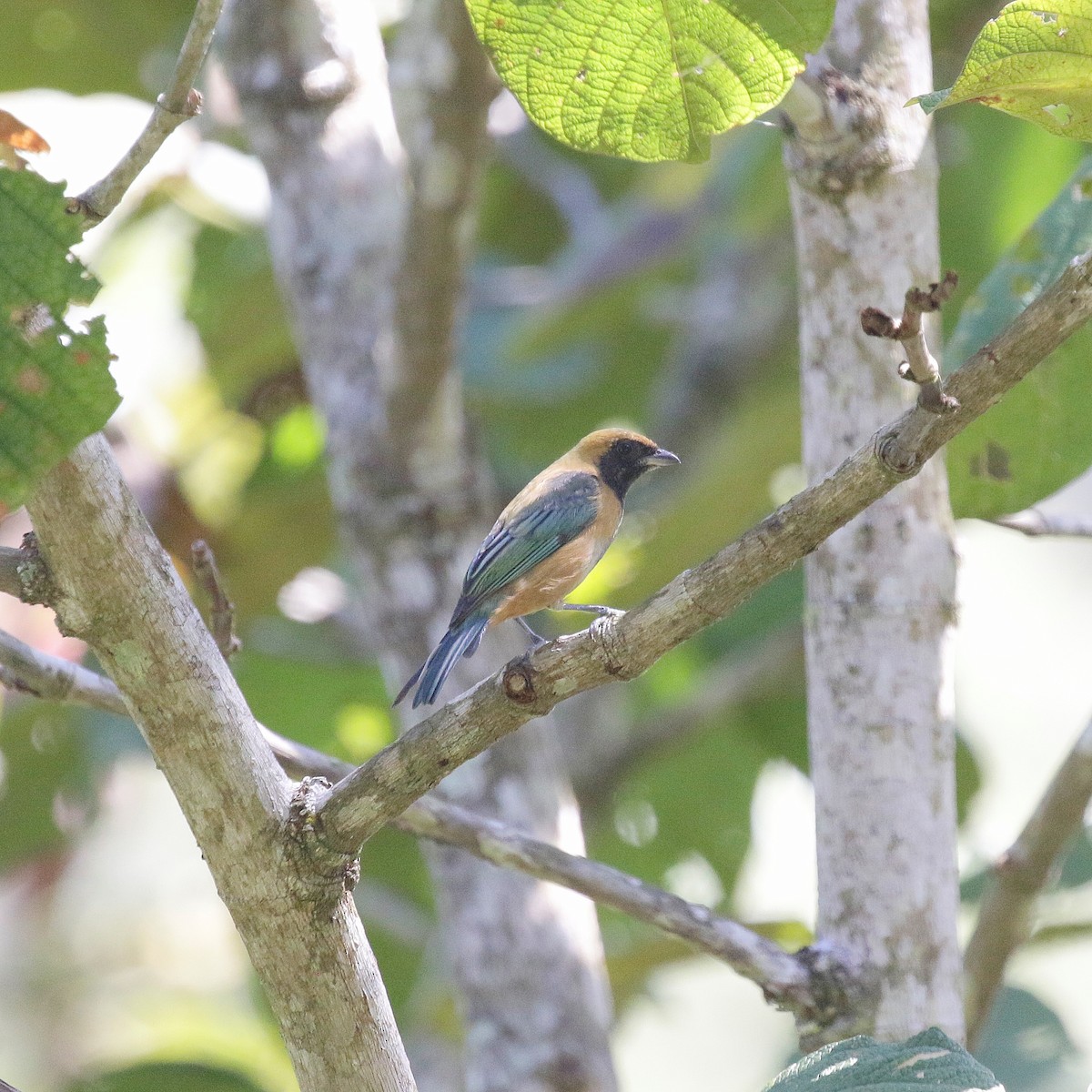 Burnished-buff Tanager - ML617098296