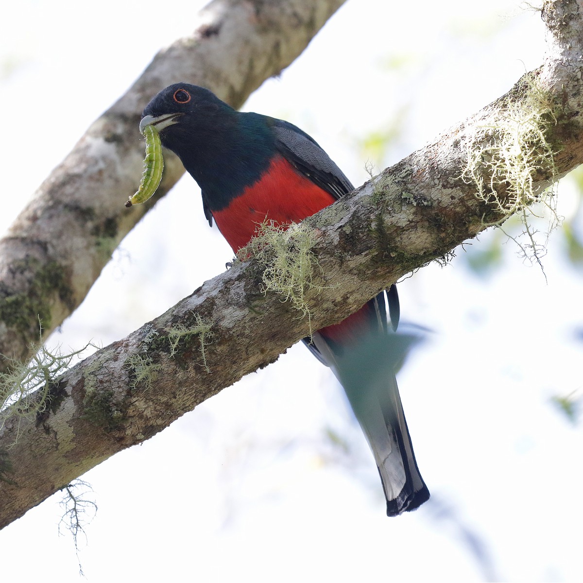 Surucua Trogon - ML617098301