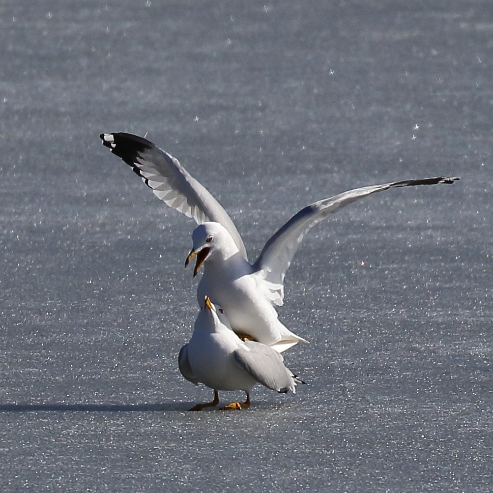 Gaviota de Delaware - ML617098303