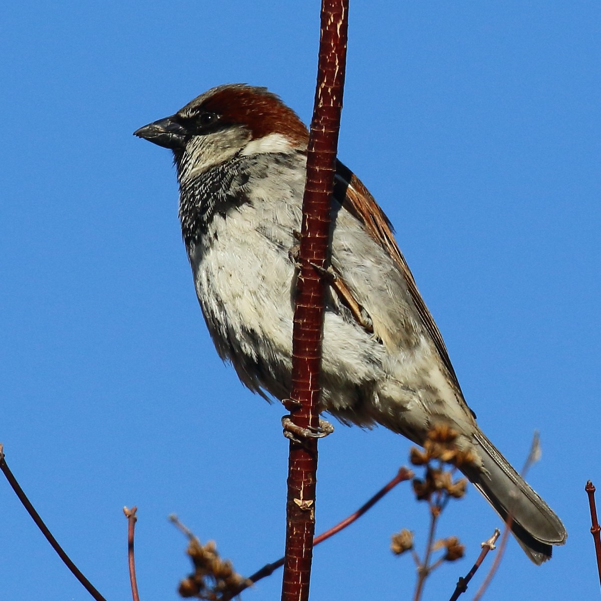 House Sparrow - ML617098314