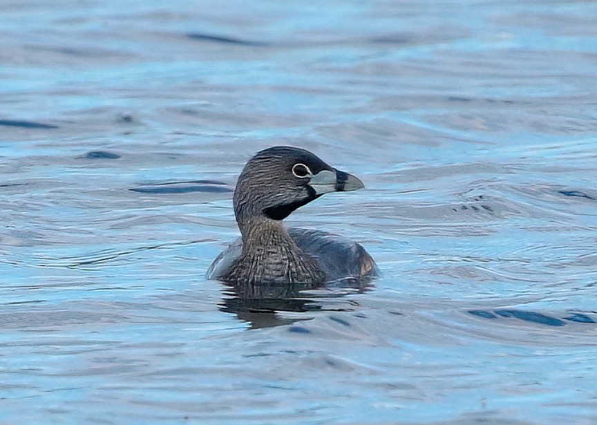 Pied-billed Grebe - ML617098317