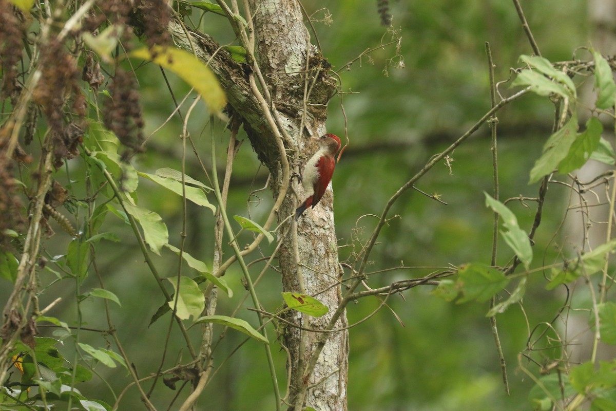 Carpintero Escarlata - ML617098318