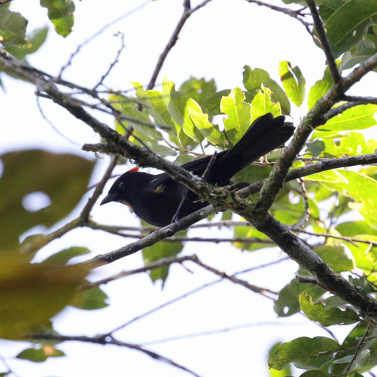 Flame-crested Tanager - ML617098325