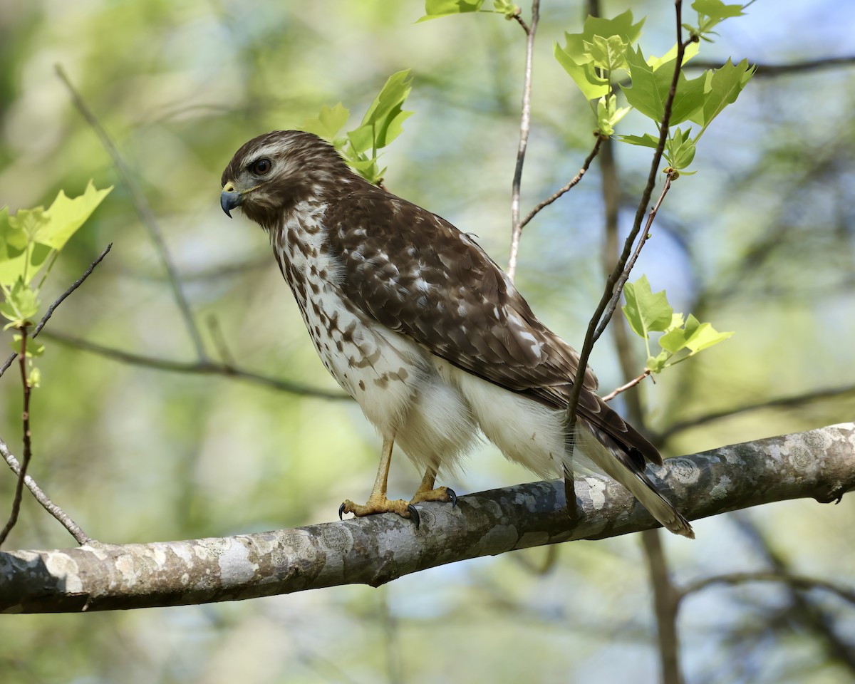 Red-shouldered Hawk - ML617098326