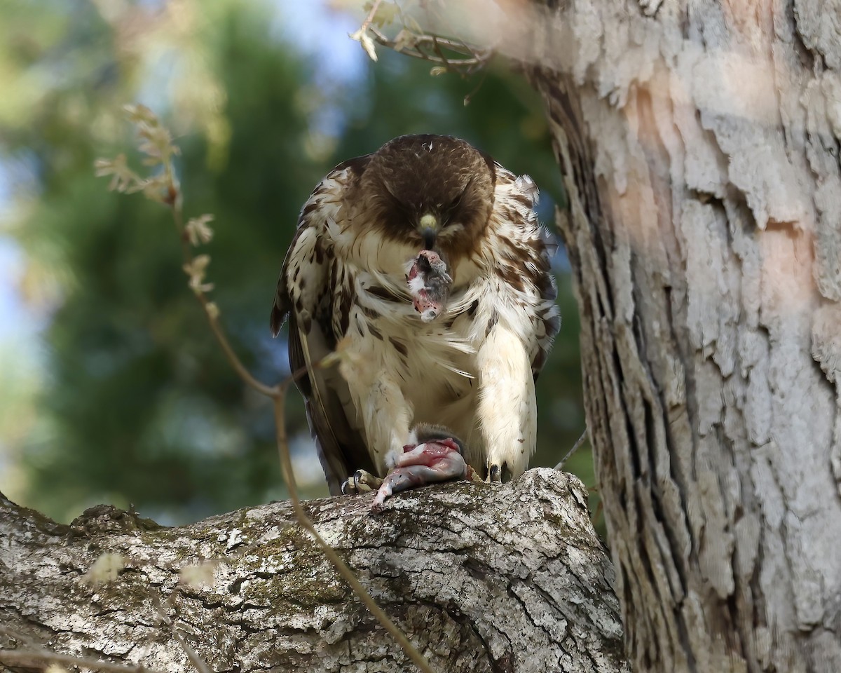 Rotschwanzbussard - ML617098328