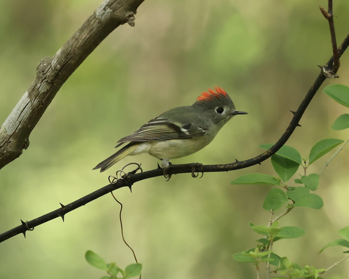 Ruby-crowned Kinglet - ML617098330