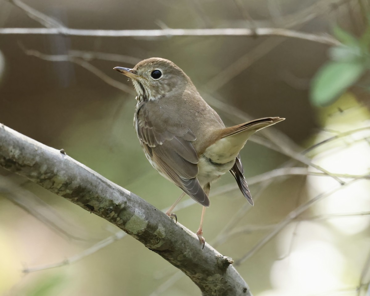 Hermit Thrush - Debbie Kosater