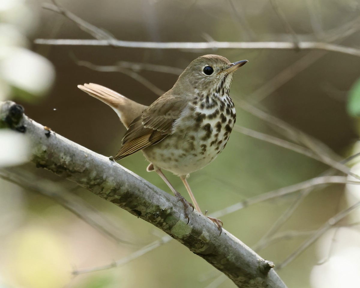 Hermit Thrush - ML617098332